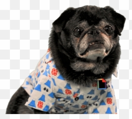 Transparent Pugs Anyone Pug Life Amino - Positive Mental Health Gif Png,Pug Transparent Background