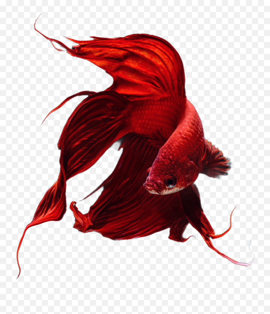The Most Edited Bettafish Picsart - Siamese Fighting Fish Png,Site:www.softpedia.com Get Multimedia Graphic Editors Greenfish Icon