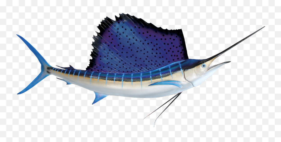 The Catch U2014 Deep Blue - Atlantic Sailfish Png,Marlin Png