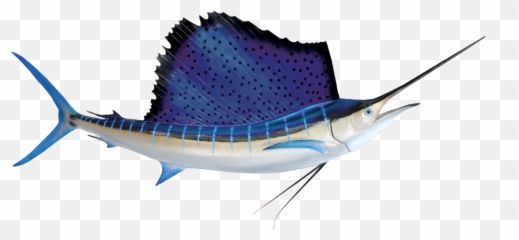The Catch U2014 Deep Blue - Atlantic Sailfish Png,Marlin Png