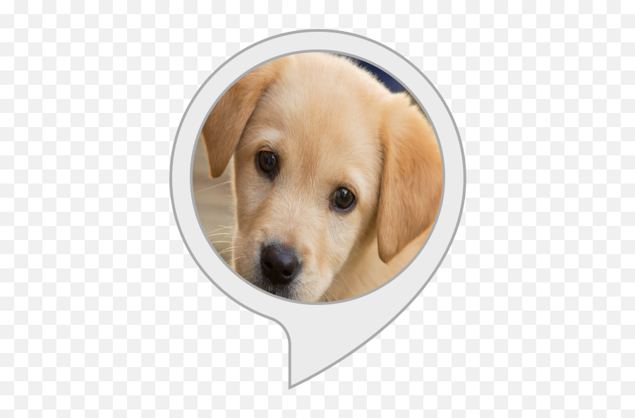 Amazoncom Doggy Tags Alexa Skills - Labrador Retriever Png,Labrador Icon