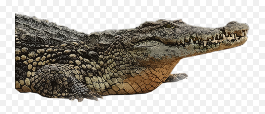 Crocodile Reptile Alligator Png Gator