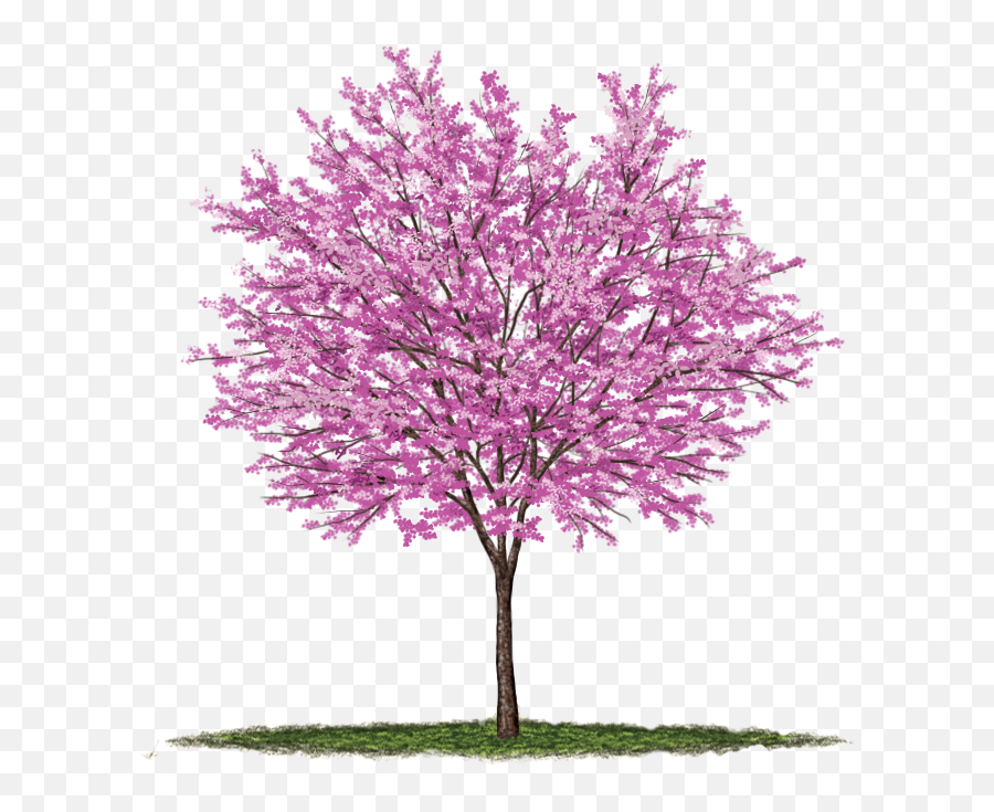 Under The Canopy Tree Guide Media Page - Eastern Redbud Tree Png,Tree Canopy Png