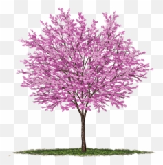 Under The Canopy Tree Guide Media Page - Eastern Redbud Tree Png,Tree Canopy Png