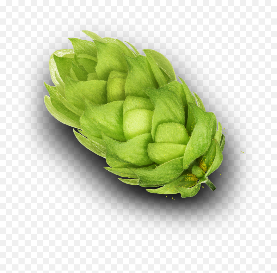 Home - Indie Hops Png,Beer Hops Icon