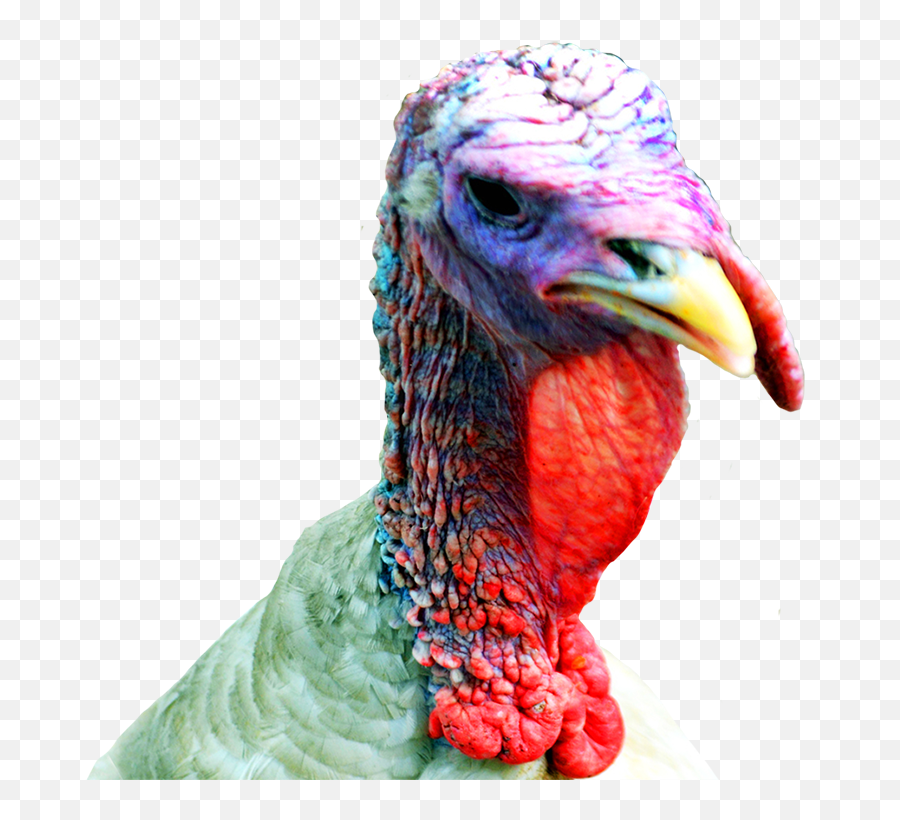 Happy Thanksgiving Clipart - Turkey Happy Thanksgiving Clip Art Png,Turkey Clipart Transparent Background