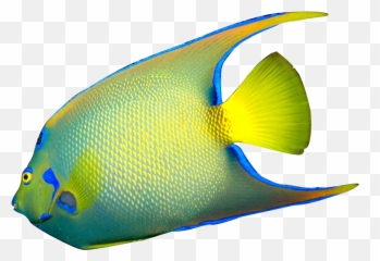 Angel Fish Clipart - Tropical On White Background png