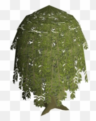 Willow Tree - Umbrella Png,Willow Tree Png