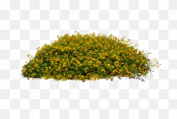 Flower Plants Png Transparent - Small