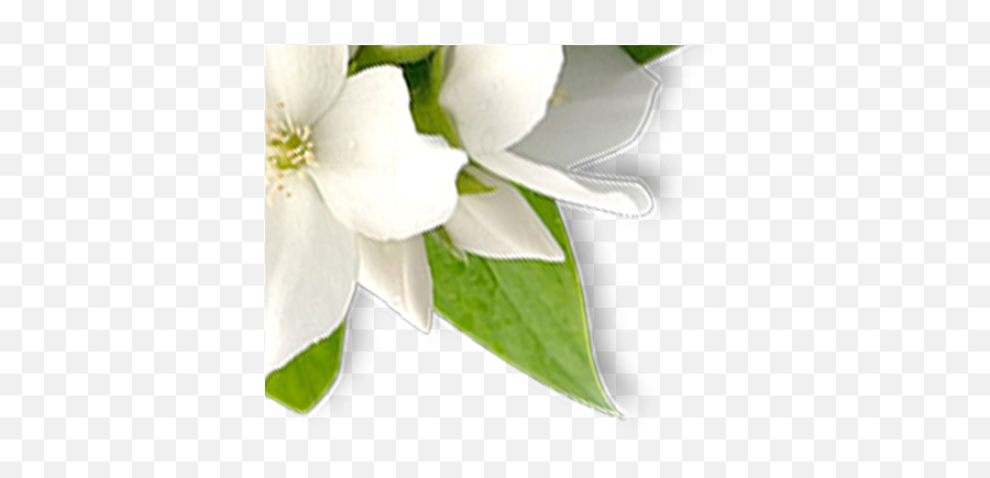 Sliderdeluxe - Aromamistsprayflowerpng Wan Shon Trading Lily,Lily Flower Png
