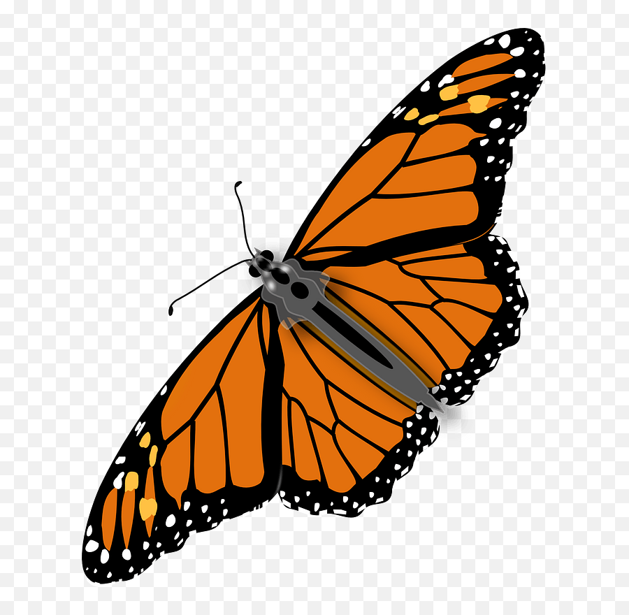 Download Monarch Butterfly Clipart Real - Butterfly Clipart No Background Png,Real Butterfly Png