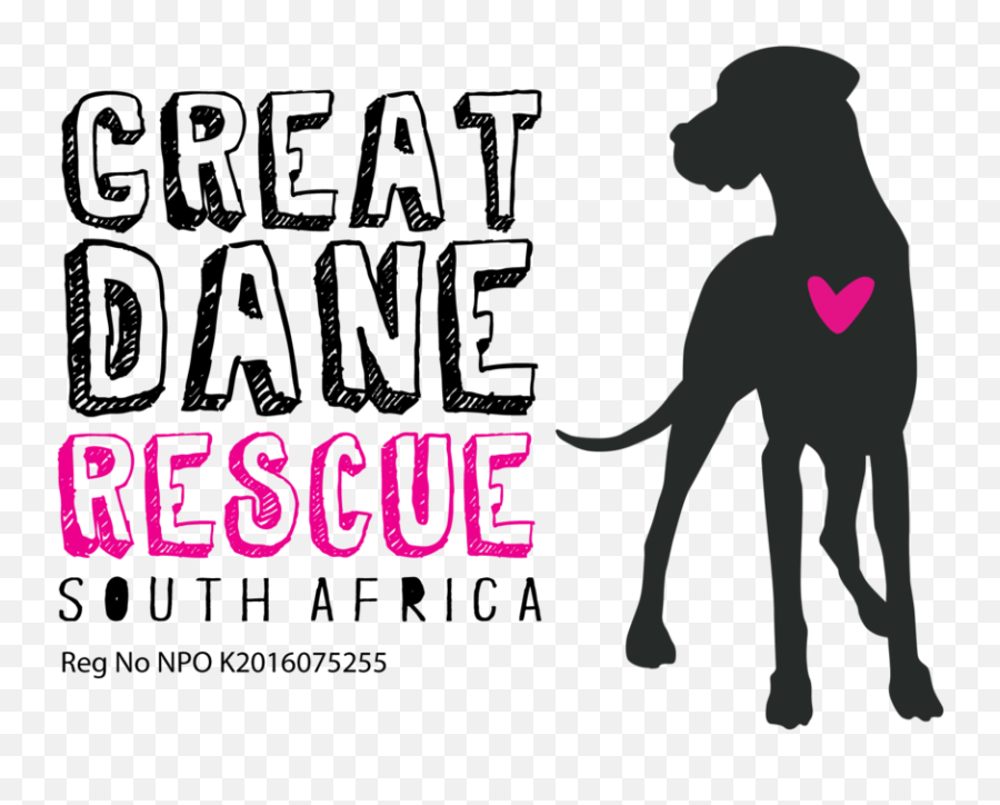 Danes For Adoption U2014 Great Dane Rescue South Africa Png