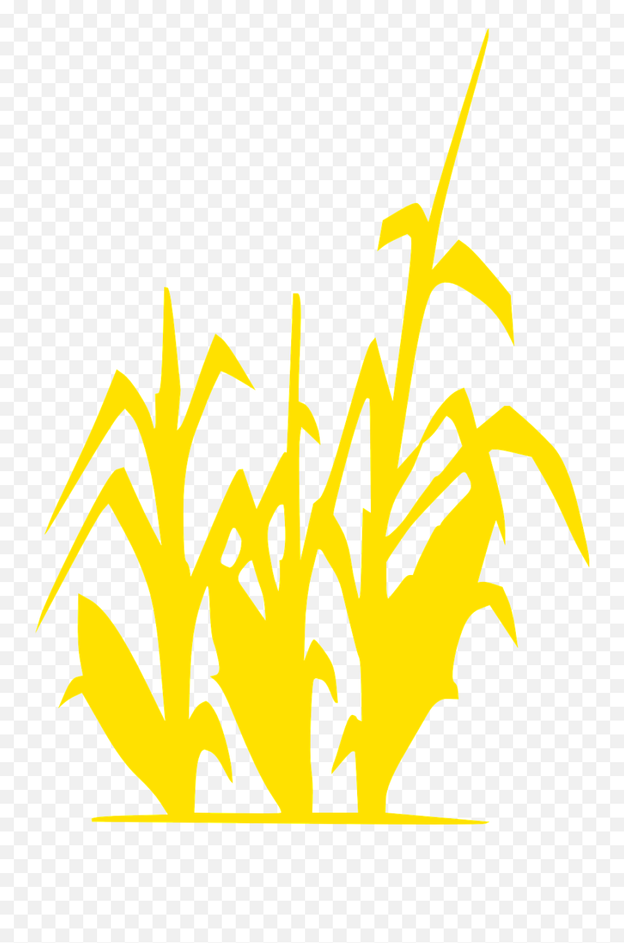 Grain Field Corn Png