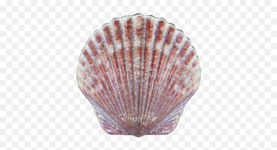 2019 10 Gram Fiji Castaway Collection - Fiji Shell Coin Png,Seashell Transparent