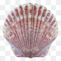 2019 10 Gram Fiji Castaway Collection - Fiji Shell Coin Png,Seashell Transparent