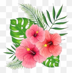 free transparent hibiscus flower png images page 1 pngaaa com free transparent hibiscus flower png