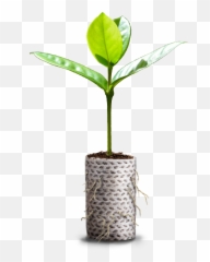 Ellepot A Sustainable Solution For Propagation - Produção De Mudas Em Recipientes Png,Crops Png