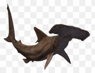 Hammerhead Shark Png Transparent Images - Transparent Hammerhead Shark Png,Hammerhead Shark Png