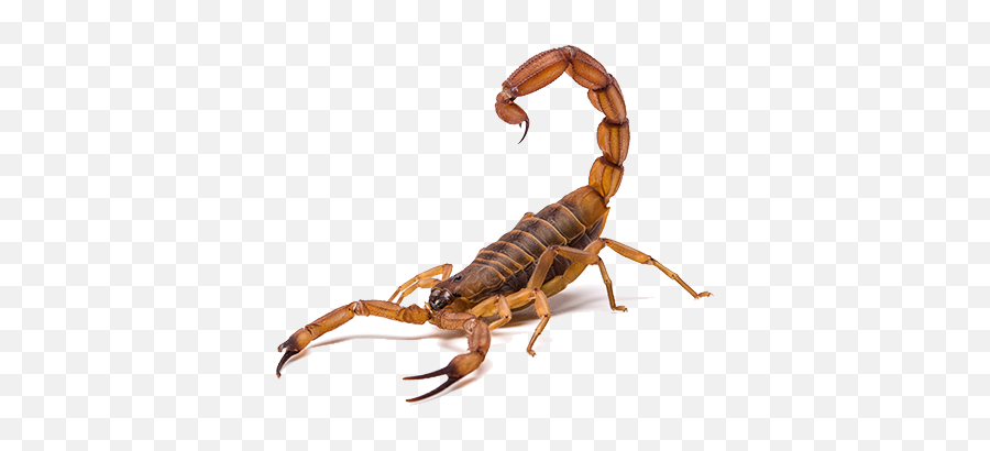 Scorpion Pest Control In Las Vegas - Brown Scorpion Png,Scorpion Transparent Background