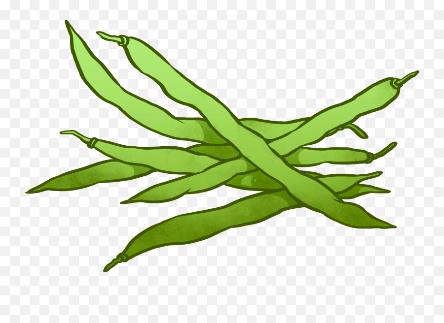 28 Green Bean Png Images Are Free To - Green Beans Clipart,Beans Png