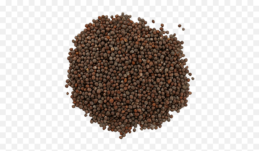 Black Mustard Seeds U0026 Pearl Wholesale Supplier From - Kürbisausstellung Ludwigsburg Png,Mustard Png