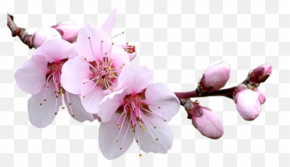 Sakura Png Free File Download Play