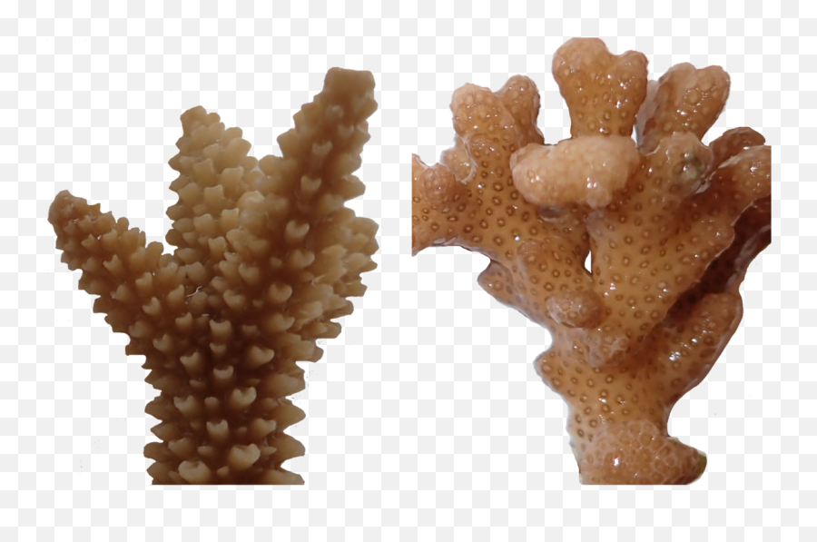 How Do Stressed - Out Corals Smell Atlas Obscura Acropora Png,Coral Transparent