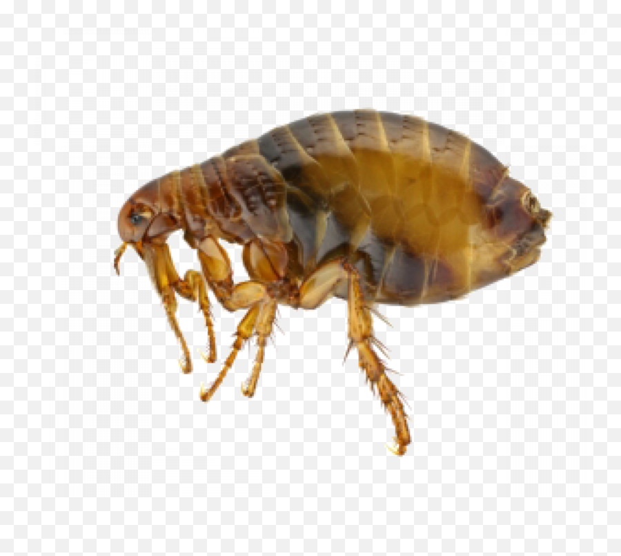 Flea Png Picture - Do Fleas Look Like Up Close,Flea Png