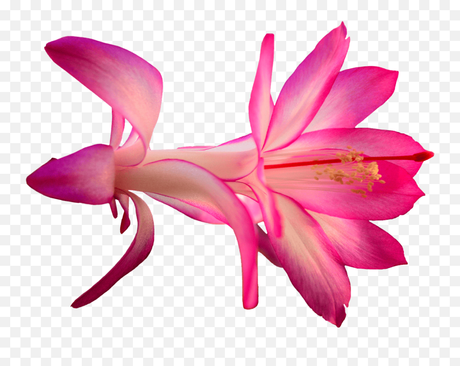 Exotic Pink Flower Transparent Png - Cactus Flower Png,Transparent Pink Flowers
