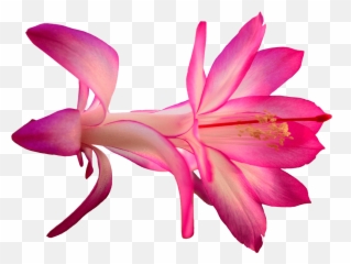 Exotic Pink Flower Transparent Png - Cactus
