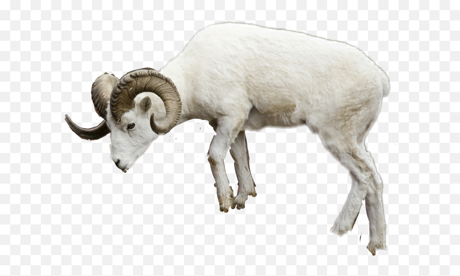 Download Report Abuse - Sheep Png Image With No Background Ram Animal Transparent Background,Sheep Transparent Background