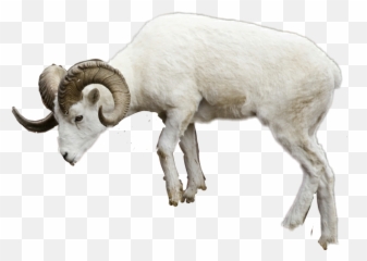 Download Report Abuse - Sheep PNG Image with No Background Ram Animal Transparent