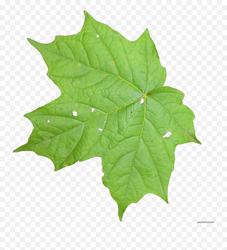 Free Download Of Leaf Icon Clipart Png Transparent - Leaves Texture Png,Maple Leaf Icon Png