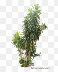 Tropical Plants Png Images Picture 713329 - Plants Png Transparent
