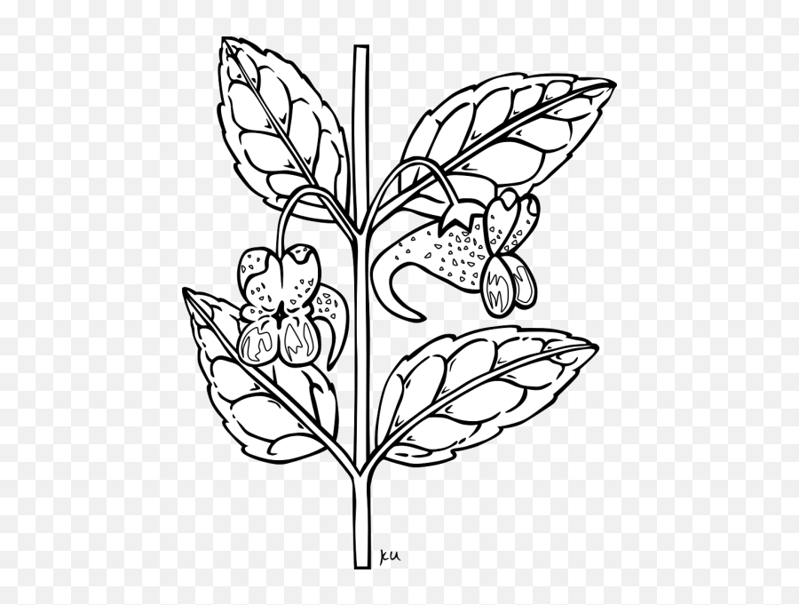 Orange Jewelweed Coloring Page Png Svg Clip Art For Web - Flowering Plant Clipart Black And White,Icon Coloring Pages