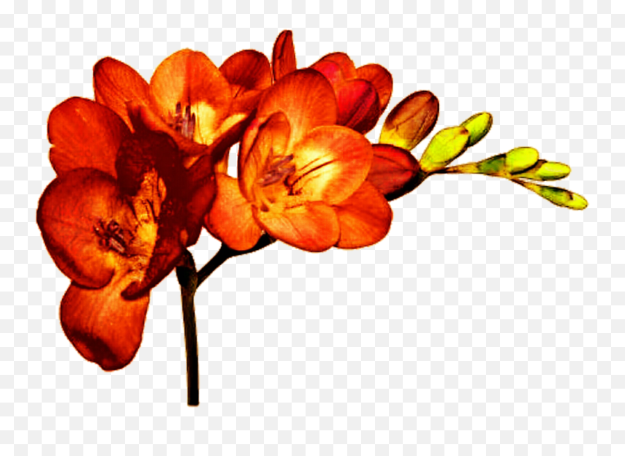 Cut Flowers Plant Freesia Alba Bulb - Orange Flowers Png,Orange Flowers Png