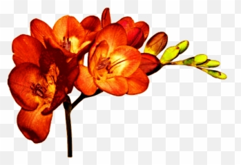 Cut Flowers Plant Freesia Alba Bulb - Orange Flowers Png,Orange Flowers Png