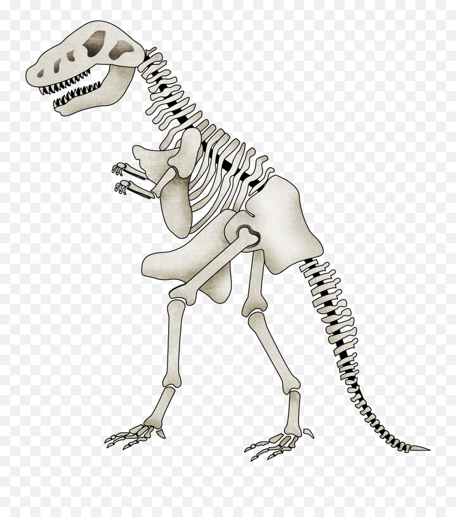 Dinosaur Clipart Skeleton - Transparent Background Dinosaur Skeleton Clipart Png,Dinosaur Skull Png