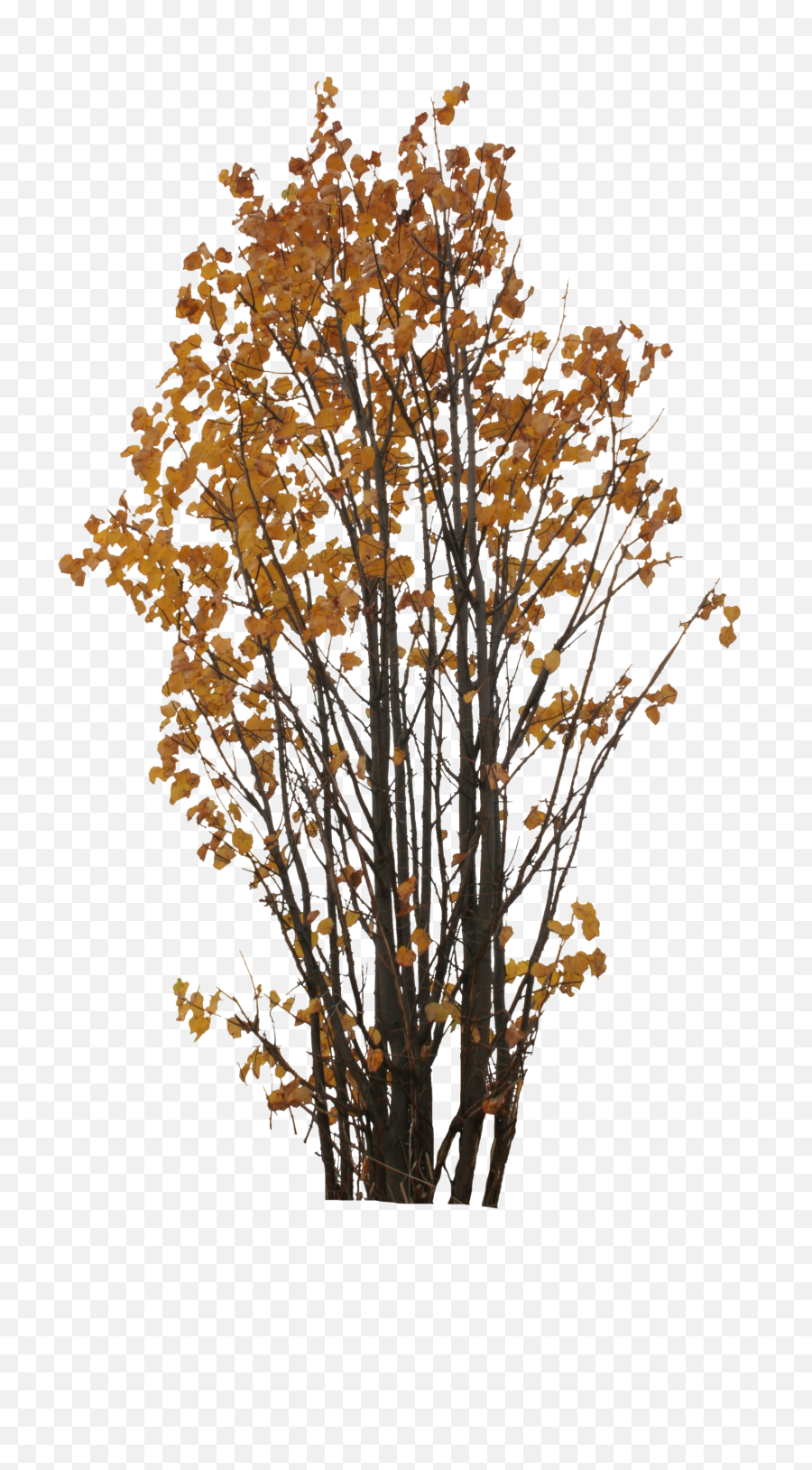 Autumn Tree Png Clipart Free Download - Portable Network Graphics,Free Tree Png