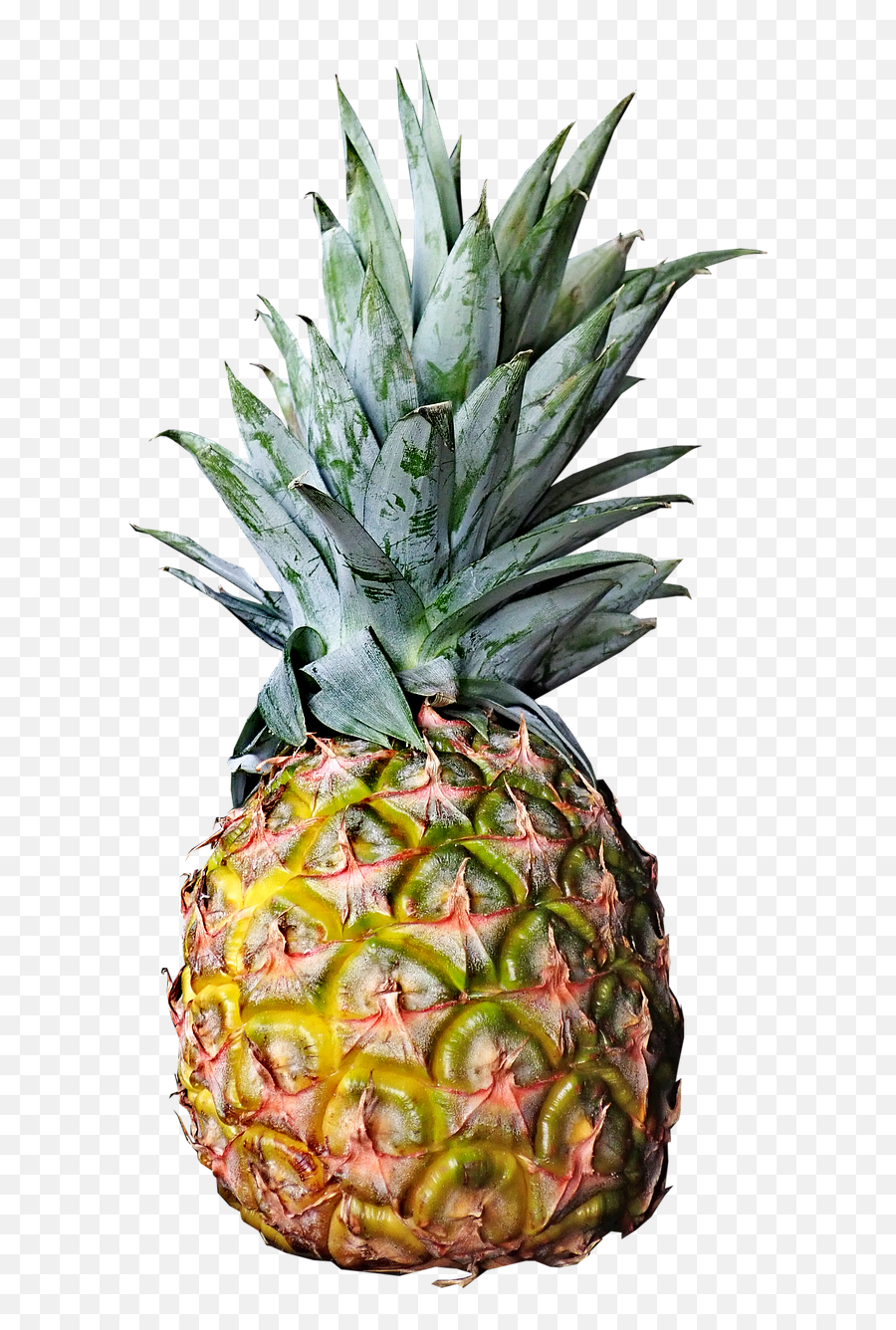 Download Free Photo Of Pineapple Fresh Fruit Tropical - Hd Fruit Image Png Ananas,Pineapple Slice Icon