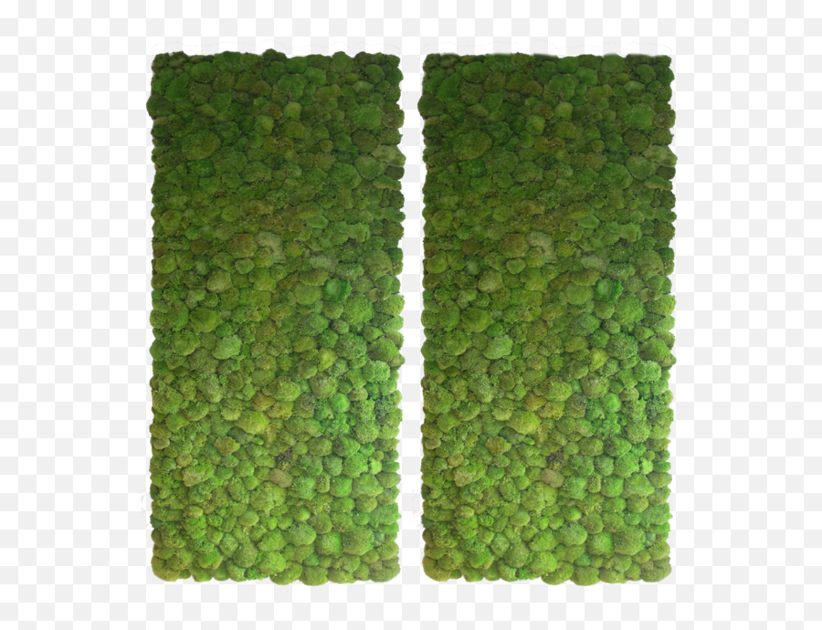 Moss Walls Greenplants - Green Wall Texture Indoor Png,Moss Png