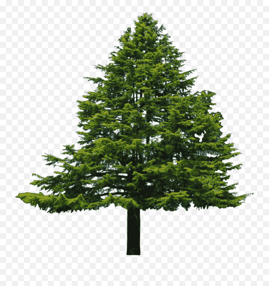 Png Transparent Wide Tree - Douglas Fir Png,Forest Trees Png