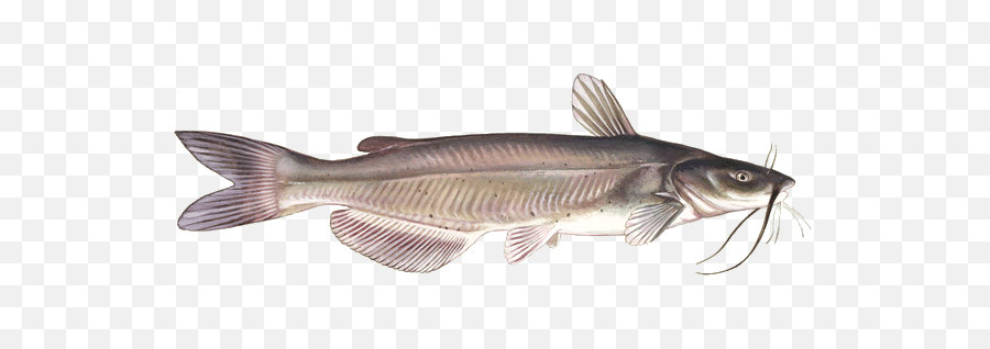 Catfish - Channel Catfish Free Copyright Png,Catfish Png