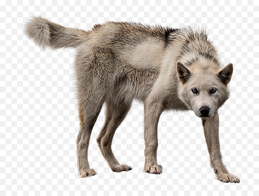 Download Animalmother Wolf - Transparent Background Wolf Png,Wolf Transparent