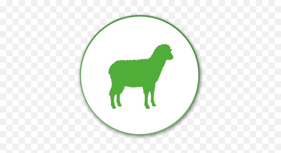 Sheep Pancosma - Animal Feed Png,Sheep Png