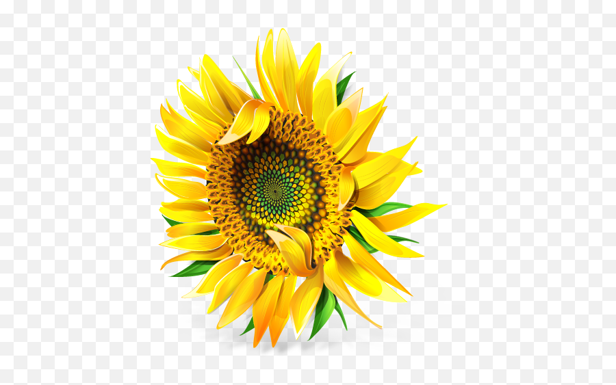 Messenger Icon 512x512px Ico Png Icns - Free Download Sunflower Png,Messenger Icon Png