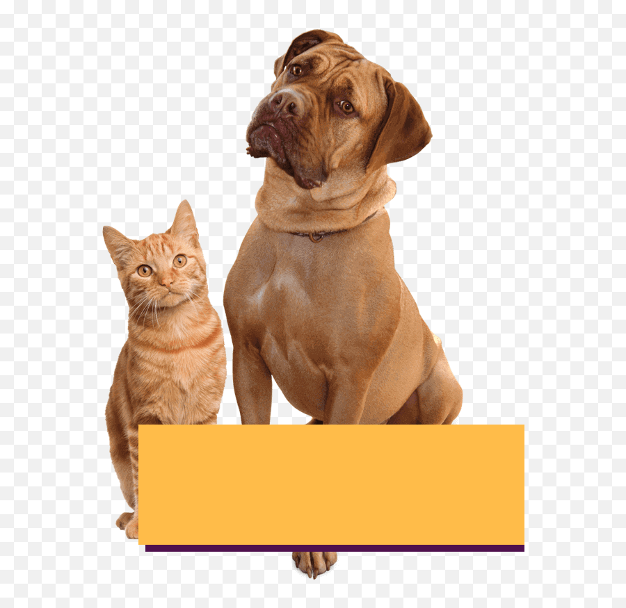 Multi - Cat And Dog Png,Dog And Cat Png