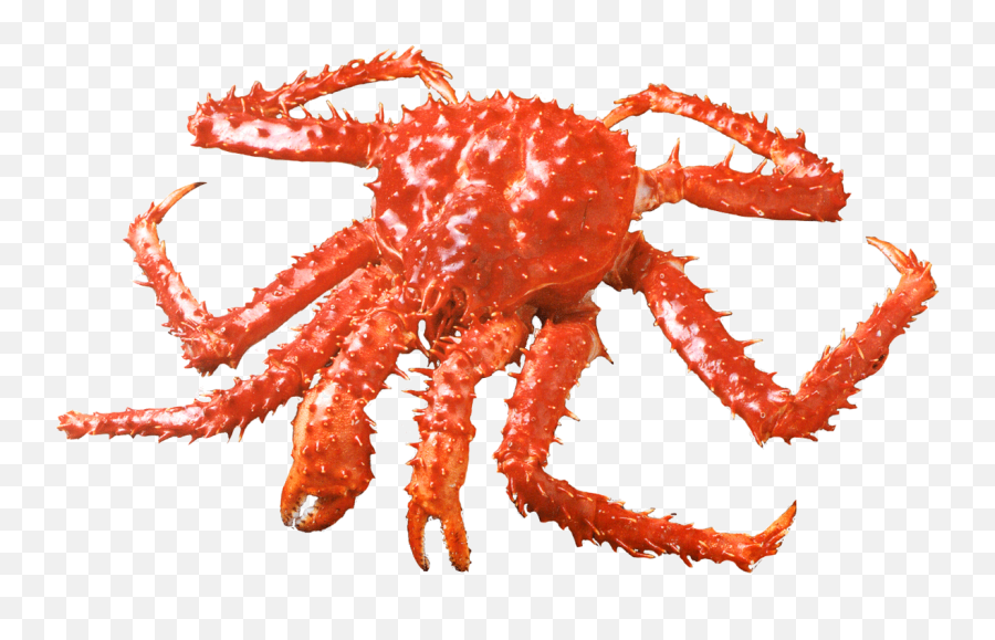Centolla Crab - South American King Crab Png,Crab Transparent