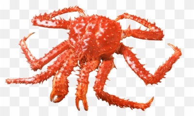 Centolla Crab - South American King Crab Png,Crab Transparent