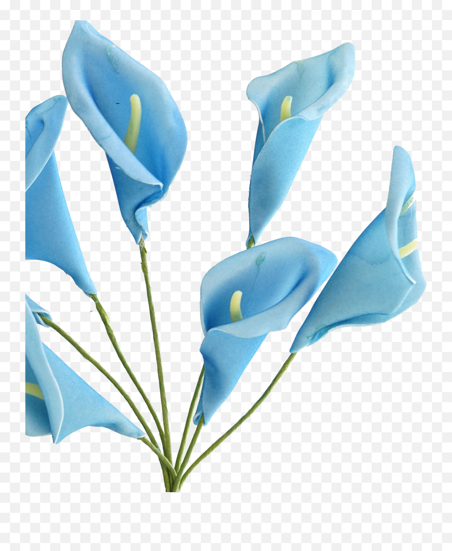 Calla Lily Png - Calla Lily Blue Png,Lily Png